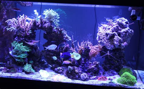 Mini Reef Aquarium 35g 90g Pinhigh1886 90 Gallon Mixed Reef