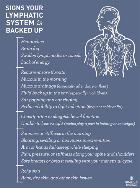 Pin on Lymph System