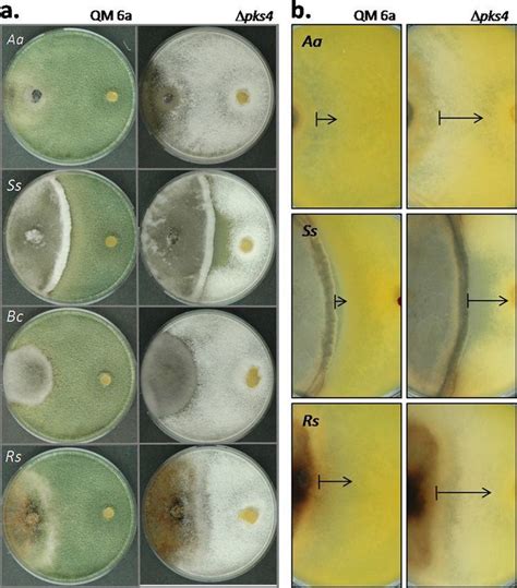 Trichoderma Reesei Alchetron The Free Social Encyclopedia