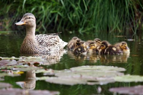 Mother Duck With Her Ducklings Stock Image Image Of Baby Nature