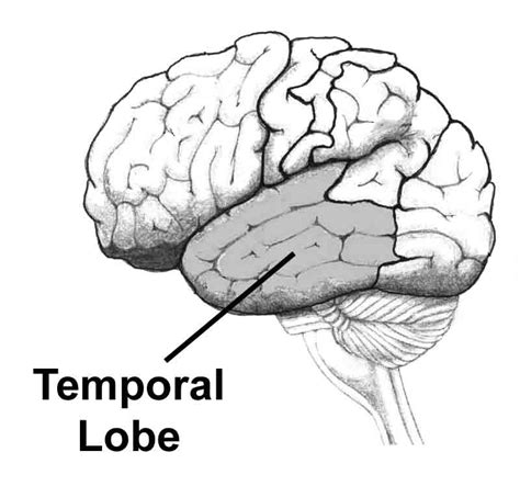 Where Are The Temporal Lobes Located Memorylossonline