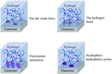 Hydrogel Elastomer Adhesion Mechanism Based On Physical Interaction