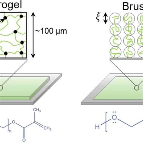 Schematic Of Peg Hydrogel And Peg Brushes On Glass Substrates The Mesh Download Scientific