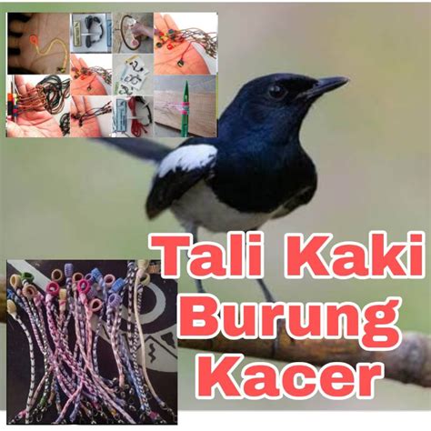 Jual Tali Burung Kacer Untuk Disangkar Layang Dan Pikat Burung Shopee