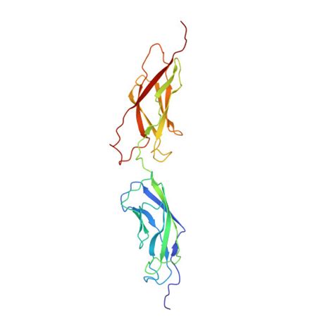 Rcsb Pdb 6sit Pseudo Atomic Crystal Structure Of The Desmoglein 2