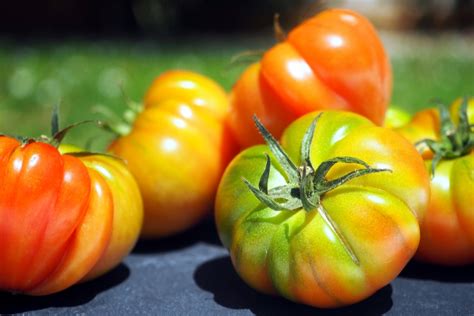 How To Get Your Tomatoes To Ripen Faster 6 Simple Secrets To Success