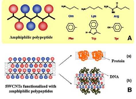 A Structure Of The Amphiphilic Polypeptides These Amphiphilic Download Scientific Diagram