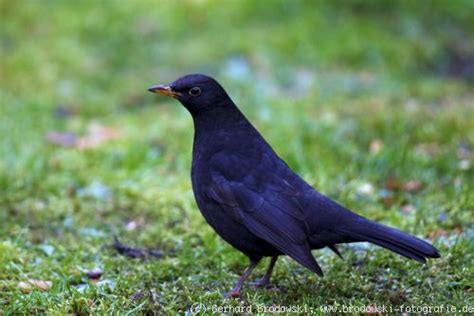 Die Amsel - Steckbrief, Lebensraum, Brutverhalten, Bilder