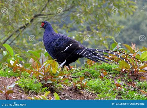 Mikado Pheasant Syrmaticus Mikado Male Stock Photo - Image of ...