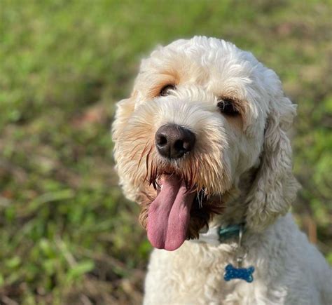 Cockapoo Dogs For Adoption