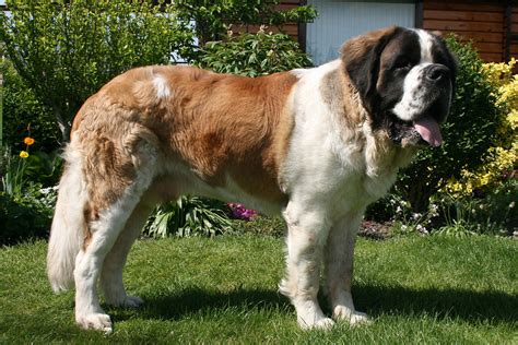 24 of the World’s Heaviest Dog Breeds - (Should You Pet?)