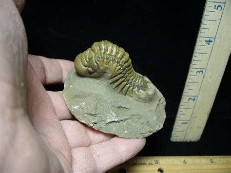 Fossilized Trilobite Crotalocephalina K The Stones Bones