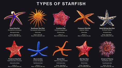 Studies of the Striking Colors Starfish - hygger