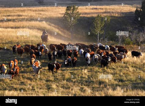 Herding Cattle Pincher Creek Alberta Stock Photo Alamy