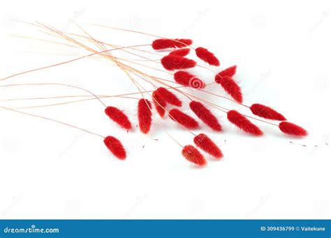 Red Fluffy Bunny Tails Grass Isolated On White Background Stock Image