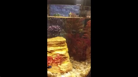 Betta And Black Molly Fish In One Tank Youtube