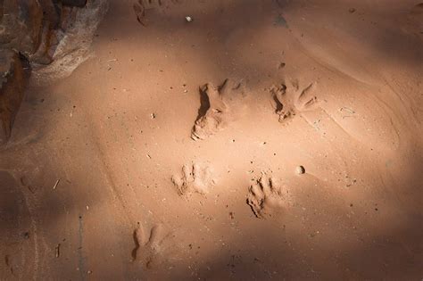 Opossum Tracks Identification Guide For Snow Mud And More A Z Animals