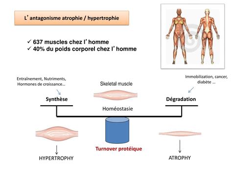 PPT Mécanismes de latrophie du muscle 2h PowerPoint Presentation