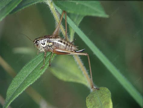 Grasshopper Crouches On A Blade Of Grass Chirping Chitin Summers Photo Background And Picture