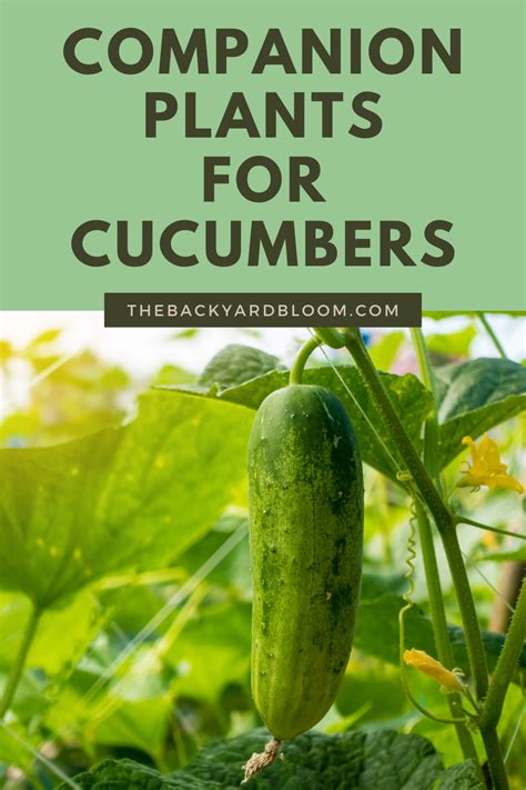 Good Companion Plants for Cucumbers | Companion planting, Cucumbers ...