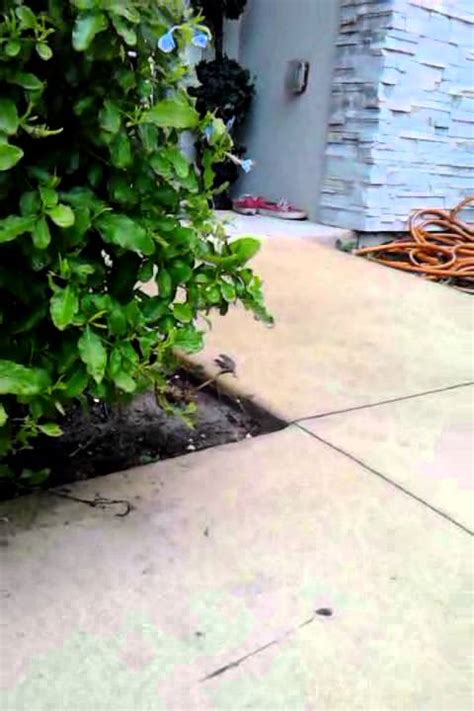 Lizards Mating Wow Youtube