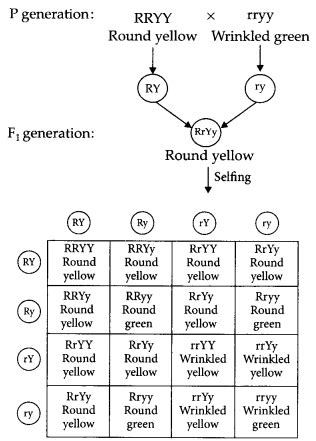 Heredity And Evolution Class Important Questions With Answers