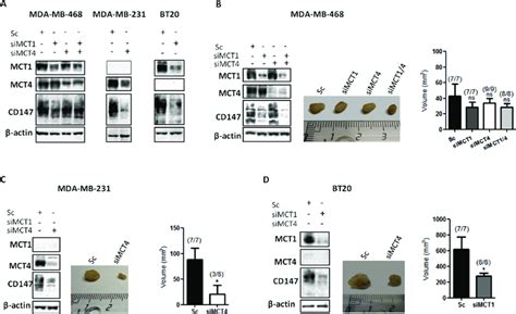 Knockdown Of Mct And Mct Decreases Tumour Volume In Vivo A Western