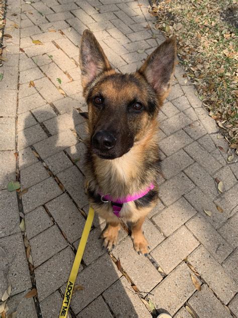 dallas animal services adopt 3