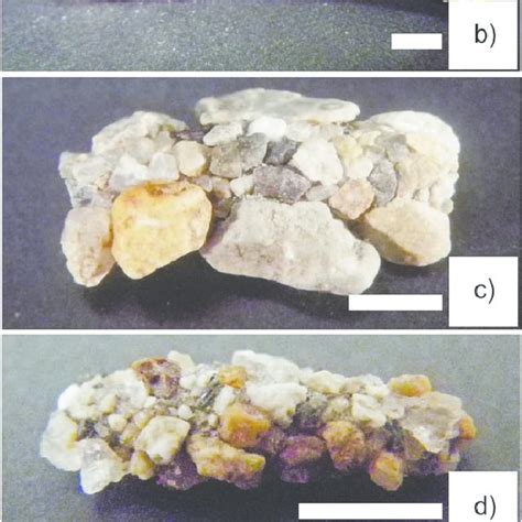 Photographs of the portable cases of 6 species of caddis fly larvae ...