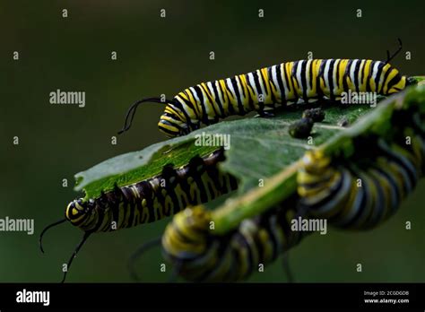 Monarch butterfly caterpillar on milkweed leaf. It is a milkweed butterfly in the family ...