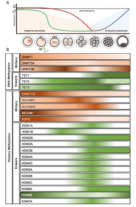 Epigenetic Landscape In Bovine Preimplantation Embryos A Dynamics Of