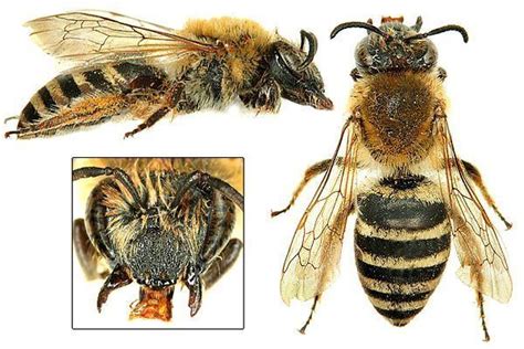 Colletidae - Alchetron, The Free Social Encyclopedia