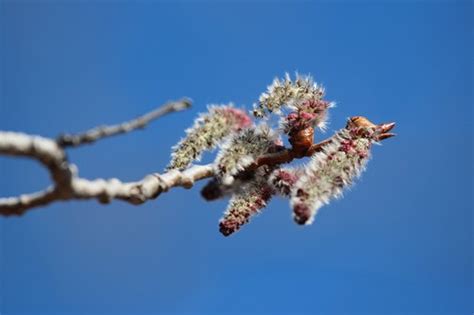 Quaking Aspen Search Native Plant Hub