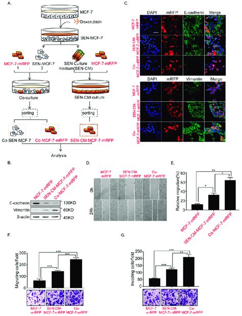 Doxorubicin Dox Induced Mcf Cell Senescence Promoted The