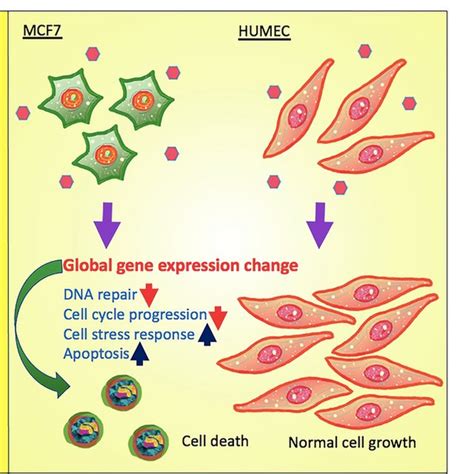 Proposed Model Of As Effects In Normal Mammary Epithelial Cells Vs