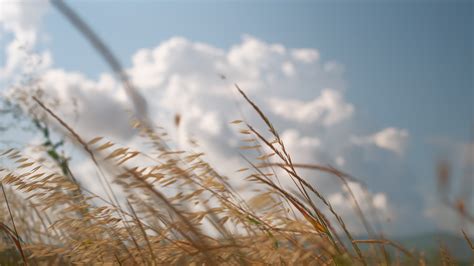 Dry Grass Moves Under Strong Gusts Of Wind Against A Blue Sky With Clouds Blurred Background