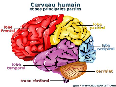 Cortex définition et explications