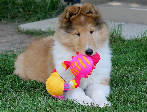 Alfenloch Collie puppies, Ontario, Canada - 2021 Collie puppies in ...