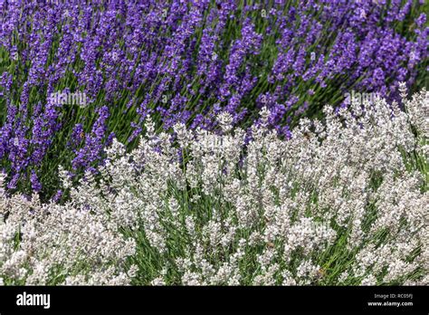 Lavandula White Blue Mix Hi Res Stock Photography And Images Alamy