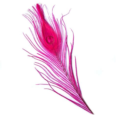 Peacock Feathers | Pink Feathers | Feather Planet