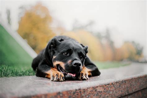 Niereninsuffizienz Beim Hund