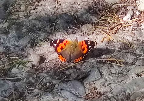 Indian Red Admiral butterfly: Landour, Mussoorie - Dr. Chandrima Debi's ...