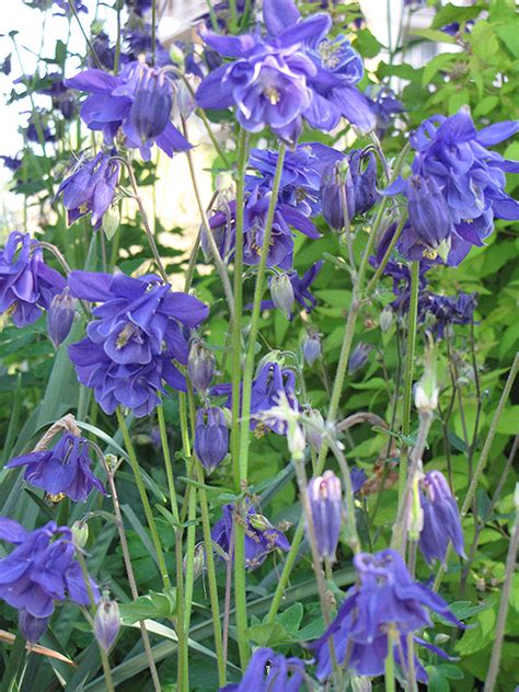 Double Violet Blue Columbine Aquilegia Vulgaris Double Violet Blue