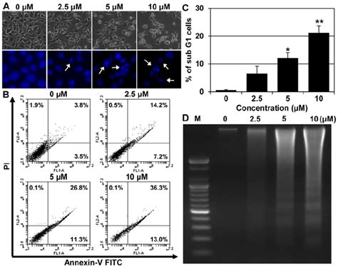 Induction Of Apoptosis In Ags Cells By Mhy218 A Morphological