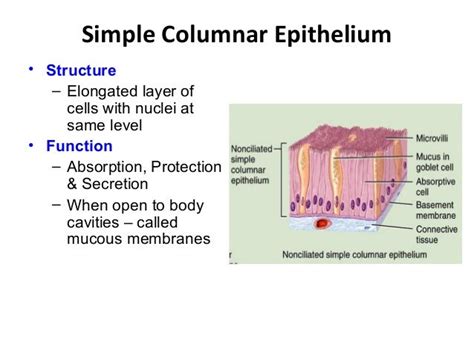 Simple Columnar Epithelium Structure