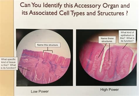 Biol Tongue Histology Diagram Quizlet