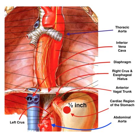 4 Abdominal Esophagus Stomach Duodenum Flashcards Quizlet