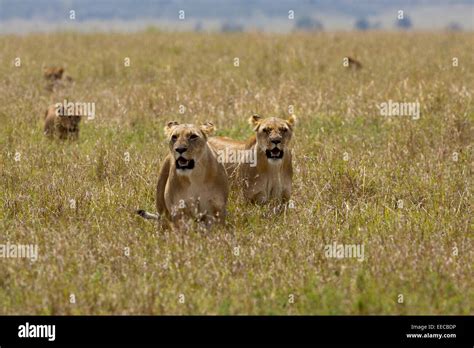 Lions Female Pride Stock Photo Alamy