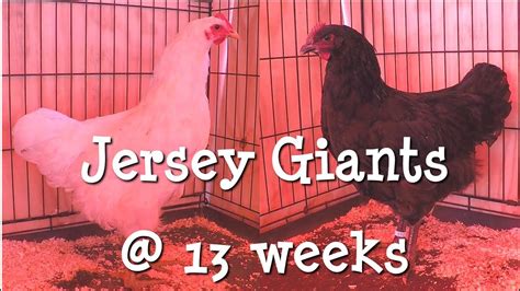 Jersey Giants Chickens 13 Weeks Youtube