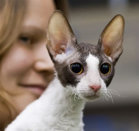 Unusual Breeds Cornish Rex